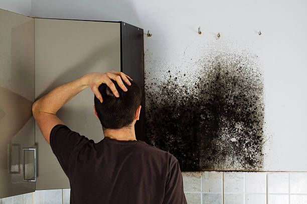 Best Post-Flood Mold Remediation in Chadwicks, NY